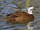 Laysan Duck (WWT Slimbridge April 2013) - pic by Nigel Key